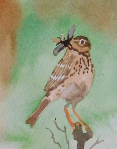 Christine C, Meadow Pipit, watercolour greeting card.